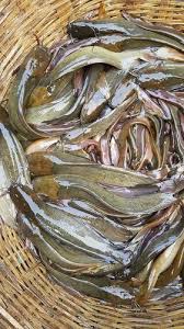 Desi Magur Fish Seed, Packaging Type : Pp Bag, Vacuum Pack