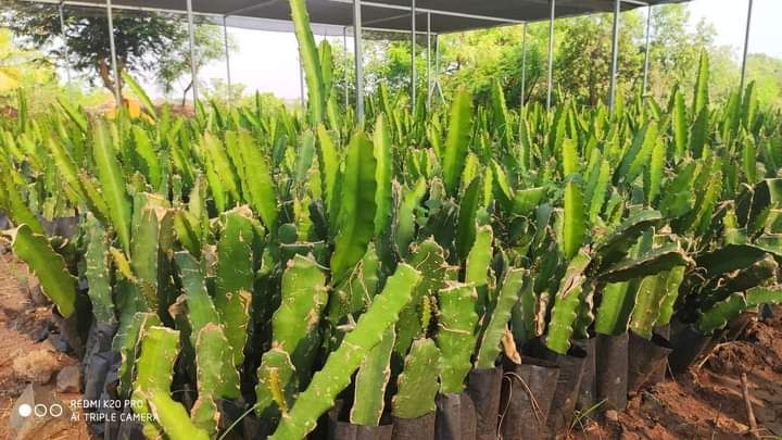 White Dragon Fruit Plant