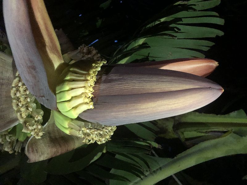 Common banana flower, for Home, Style : Fresh