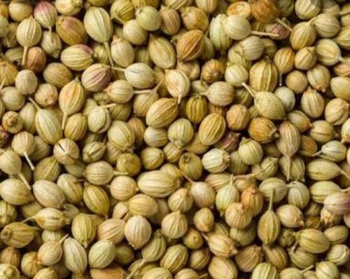 Natural coriander seeds, for Cooking, Spices, Form : Solid