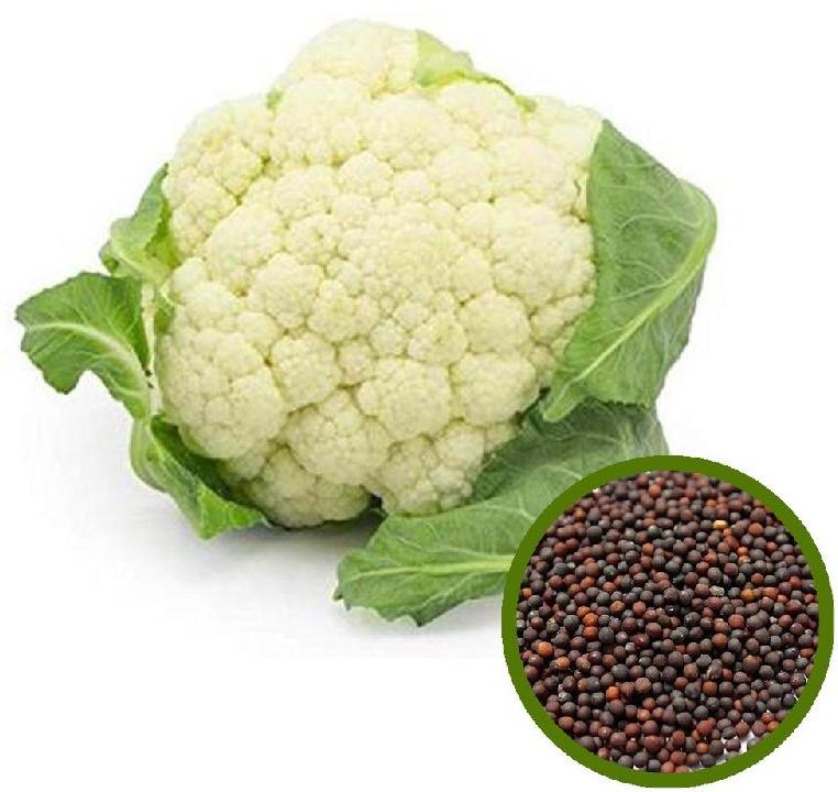 Cauliflower Seeds, For Agriculture