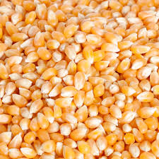 Yellow Corn Kernels, for Eating