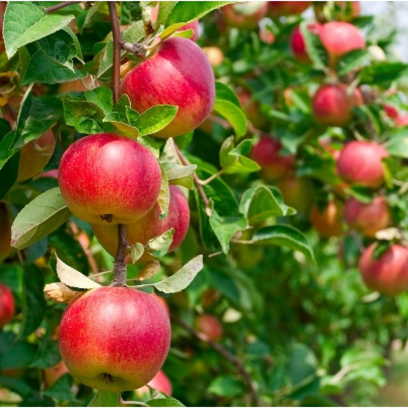 Apple Plants