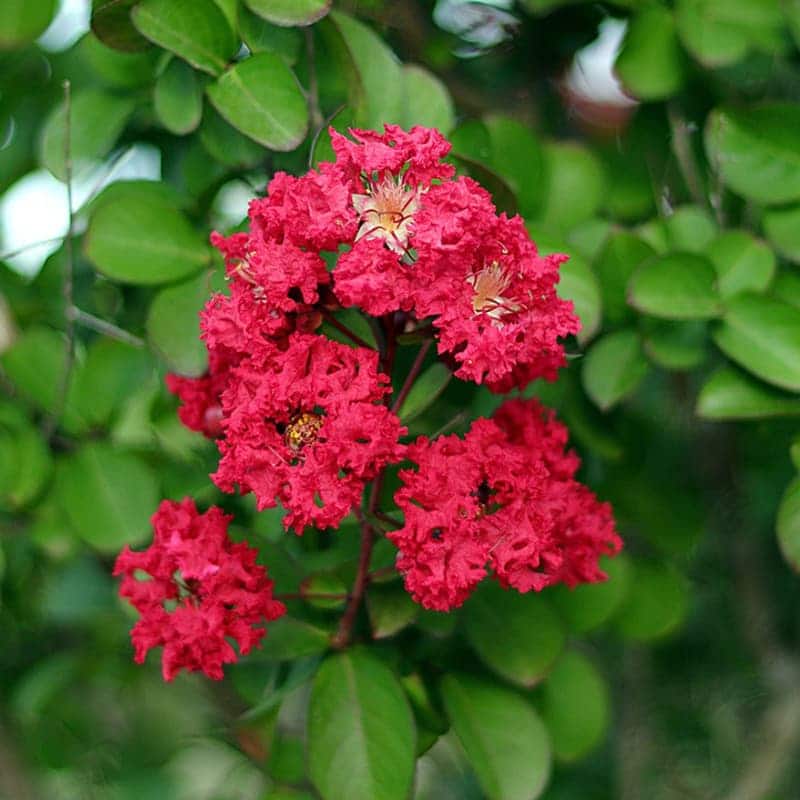 Furus Flower Plants, for Gardening, Color : Green