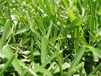 Hay Grass, for Garden, Style : Hybrid