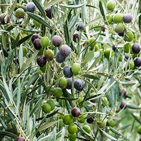 Olive Plants, Color : Green
