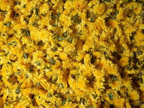 Fresh Chrysanthemum Flower, for Decorative, Occasion : Birthday, Weddings