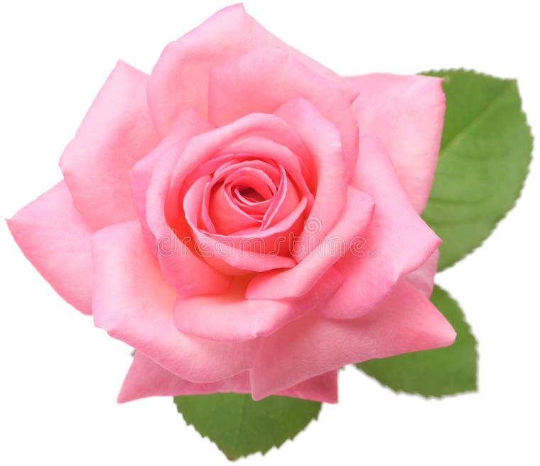 Organic Fresh Pink Rose Flower, for Decoration, Occasion : Birthday, Wedding