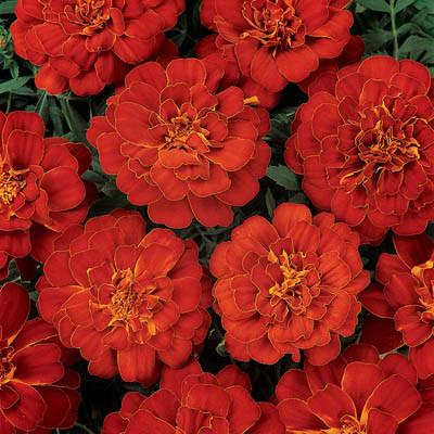 Fresh Red Marigold Flower, Feature : Healthy, Natural Taste, Non Harmul