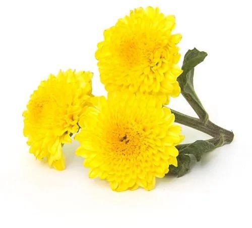 Fresh Yellow Chamanthi Flower, for Decorative, Occasion : Birthday, Weddings