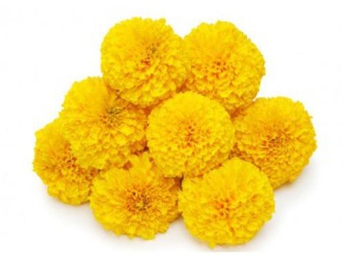 Fresh Yellow Marigold Flower
