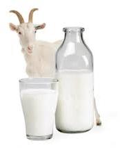 Goat Milk, Packaging Type : Plastic Can