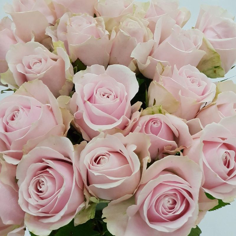 Sweet Avalanche Rose, Style Fresh at best price INR 90INR 380