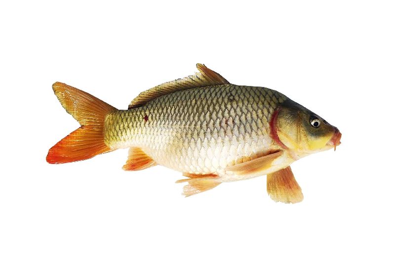 Common Carp Fish