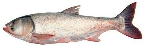 Silver Carp Fish, for Cooking, Food, Human Consumption, Making Oil, Certification : FDA Certified