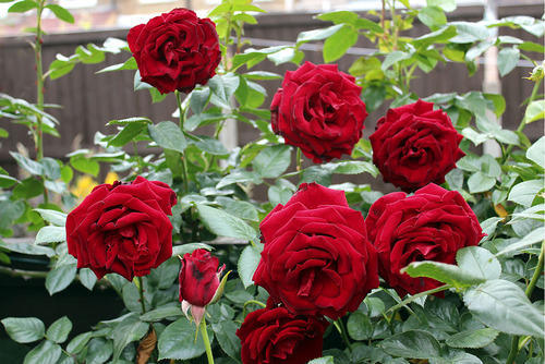 Rose Plant, Color : red