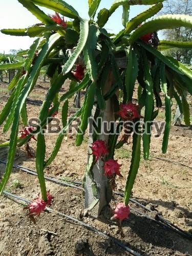 Dragon Fruit Plant