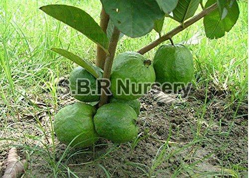 Guava Plant, Color : Green