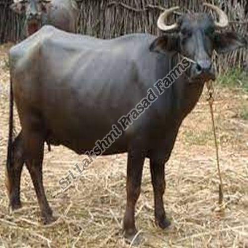 Cross Breed Buffalo