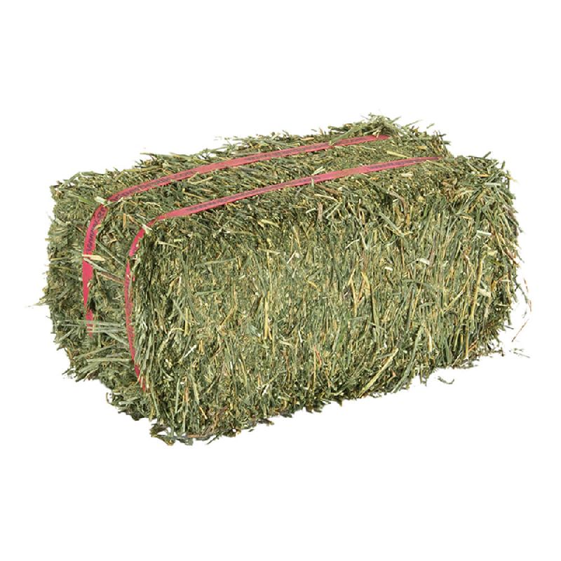 Natural Alfalfa hay at best price INR 18INR 25 / Kilogram in Fatehpur
