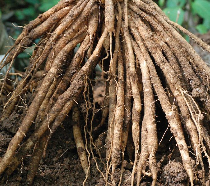Wet Shatavari Roots, Packaging Type : Jute Bags, PP Bag, Sack Bag
