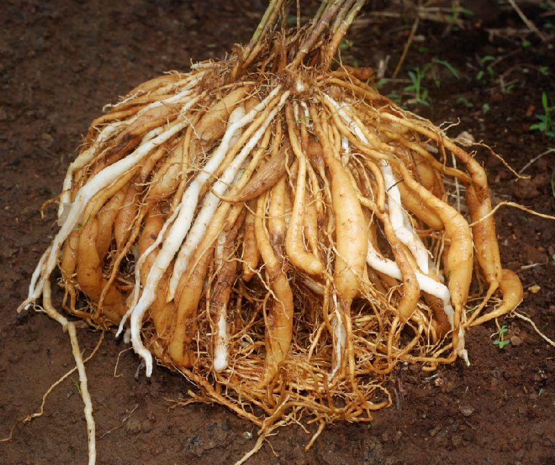 Natural Shatavari Roots, for Ayurvedic Medicine, Grade Standard : Medicinal Grade