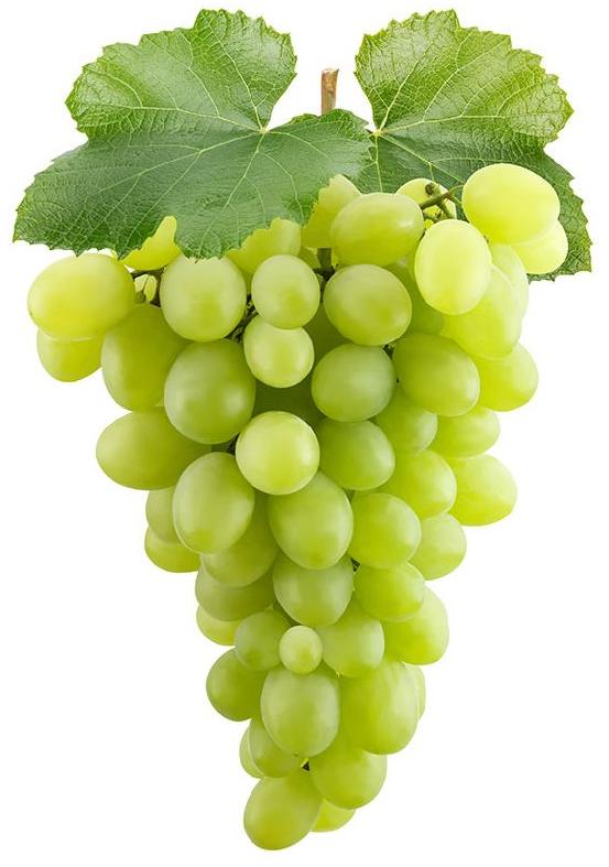 Fresh Green Grapes, for Human Consumption, Packaging Type : Plastic Packet