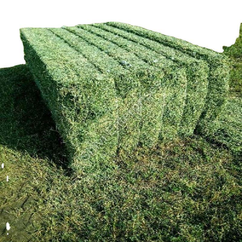 Natural Alfalfa Hay, INR 2,400INR 3,000 / ton by Shivi Enterprises from