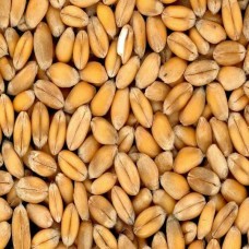 Organic Wheat Seeds, Certification : FSSAI