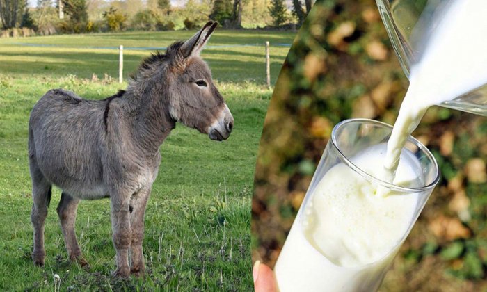 Donkey milk, for Medicine Use, Purity : 99.9%