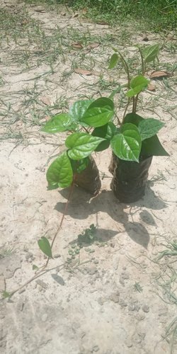 Natural Betel Plant, Length : 5-10 Inches