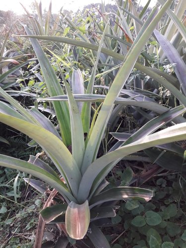 Pineapple Plant, for Plantation
