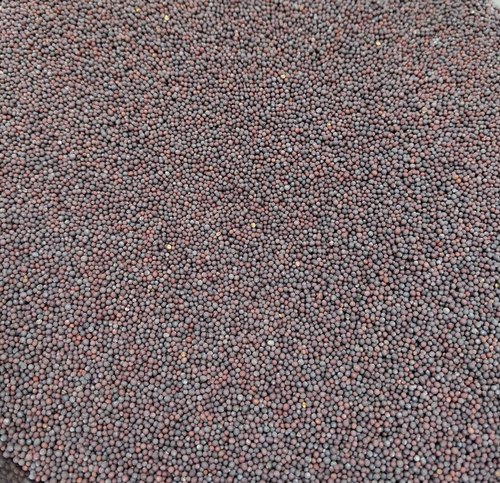 Black mustard seeds, Packaging Type : PP Bag