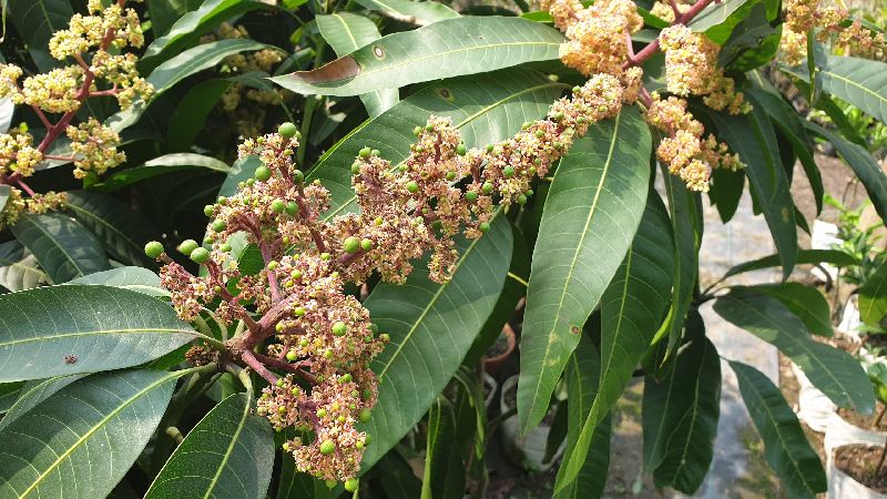 Mango Malika Grafted Plants