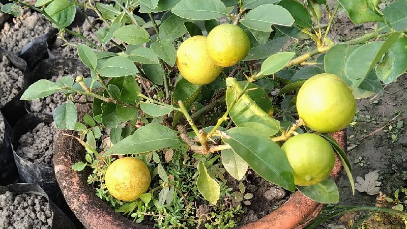 Green Natural Seedless Lemon Plants, for Culinary Non-culinary Purposes ...