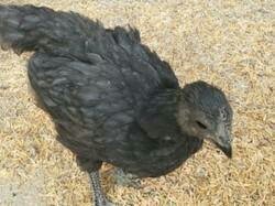 Kairali Chicks, Color : Black