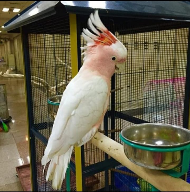 Cockatoo parrots, Type Live Bird, INR 15,000INR 40,000 / Piece by Global Products from