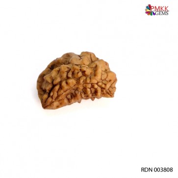 Natural 1 Mukhi Rudraksha