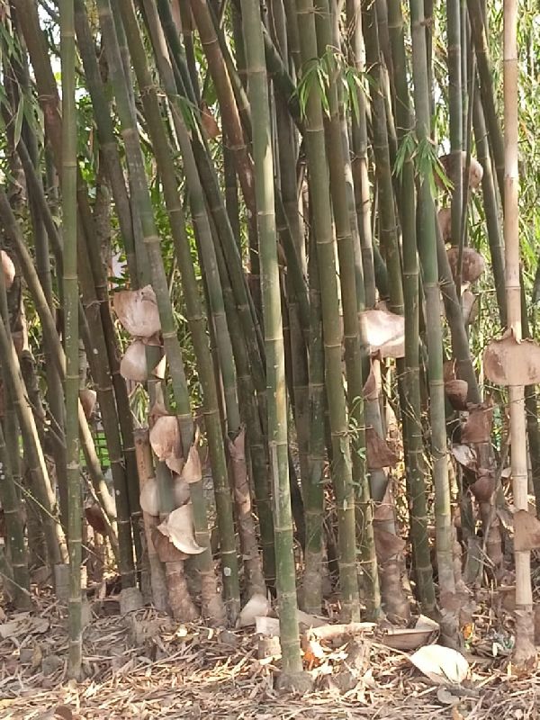 Bambusa balcooa - Female Bamboo