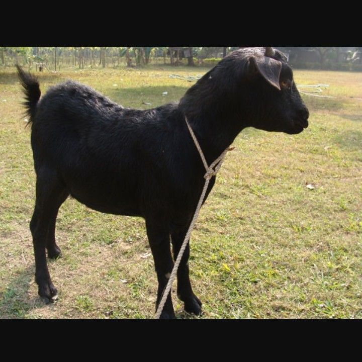 Supplier of PET and Farming Animals from Kushinagar, Uttar Pradesh by