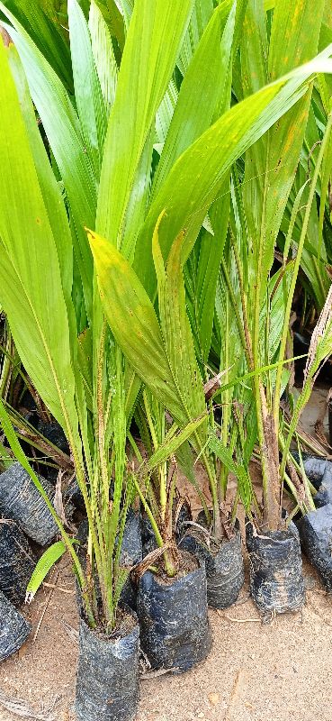 Palm Oil Plant - Assam Bio Horticulture Nursery, Guwahati, Assam