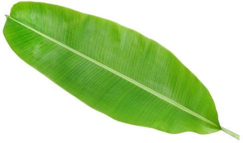 Natural Fresh Banana Leaves, for Cooking, Wrapping, Color : Green