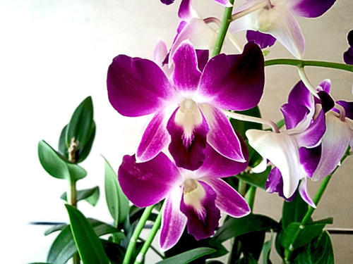 Orchid Plant