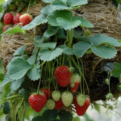 Strawberry Plant, Feature : High Quality