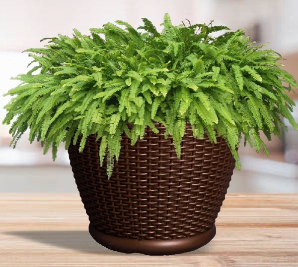 Round Euro Plastic Pot, for Outdoor Use Indoor Use