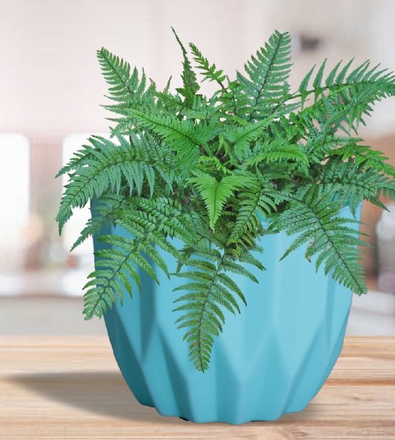 Flora Plastic Pot, Feature : Easy To Placed, Long Life, Waterproof
