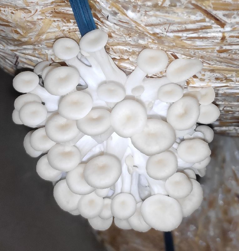 Natural Fresh Mushroom at best price in Jabalpur Madhya Pradesh from Jsons Mushrooms & Agro ID