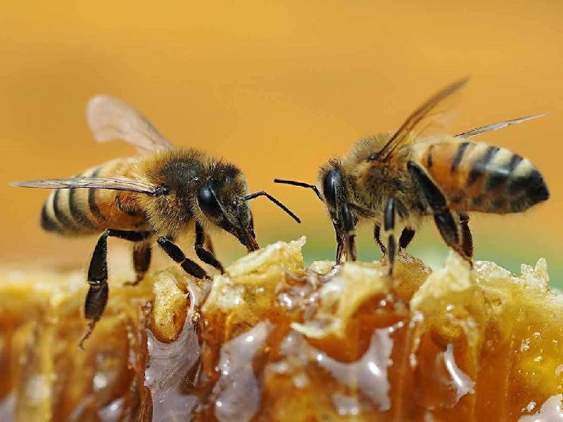 Bee Honey, Certification : FSSAI Certified