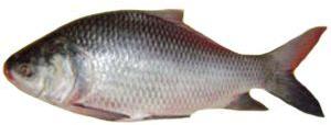 Fresh Katla Fish, for Cooking, Color : Grey