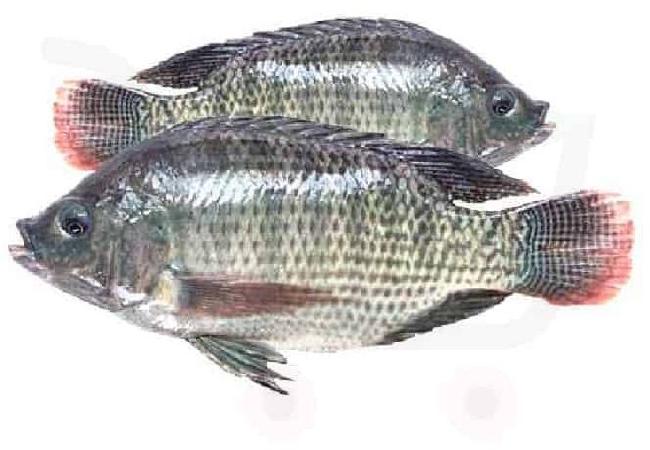 Fresh Tilapia Fish, for Cooking, Color : Grey